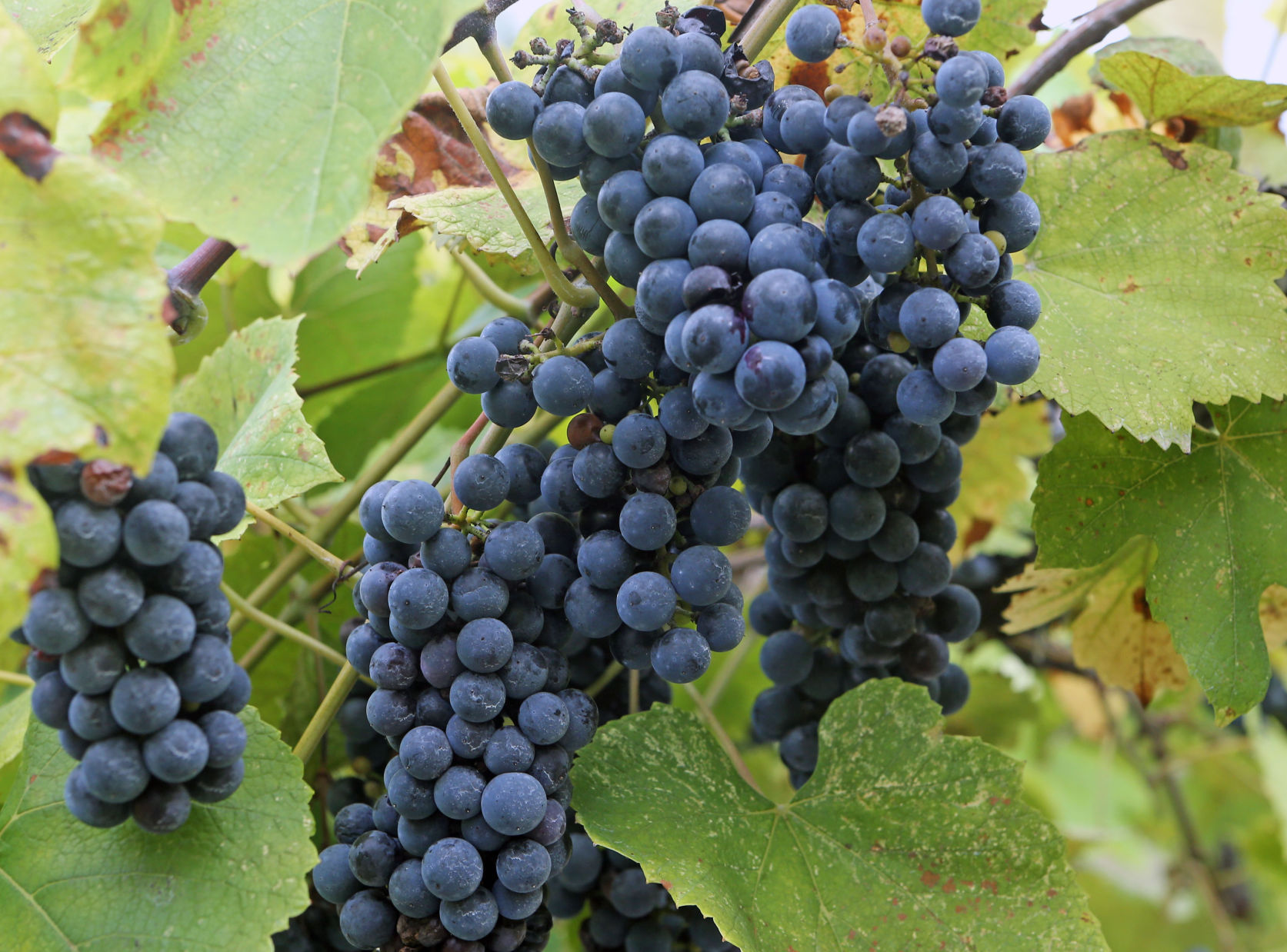 092916_nws_harvest